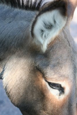 donkey