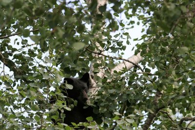bears