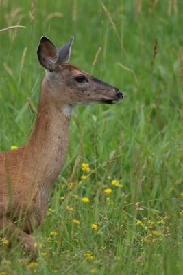 deer