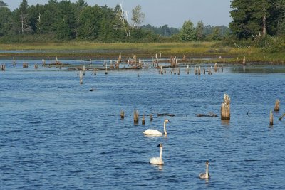 seney_national_wildlife_refuge