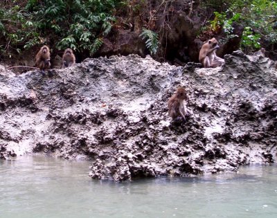 monkeys looking for shells at low tide-1.jpg