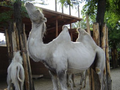 Zoo Camels 3_sm.jpg