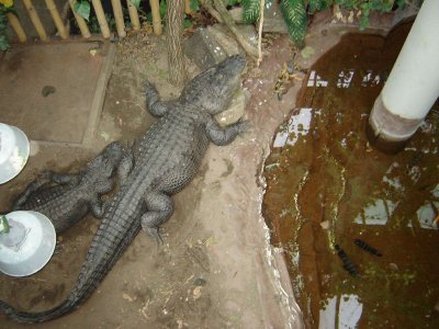 Zoo Crocodiles_sm.jpg