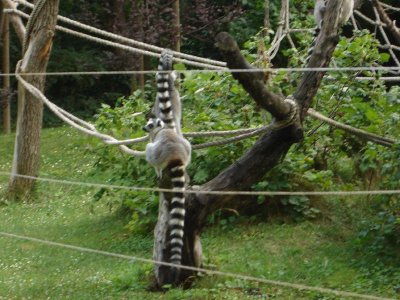 Zoo Lemurs_sm.jpg