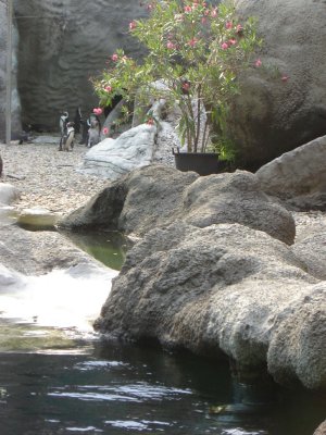 Zoo Penguins_sm.jpg