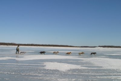 dog mushing on the frozen river.jpg