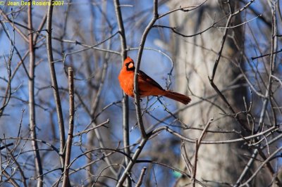 6394-Boise_Papineau_cardinal-01.jpg