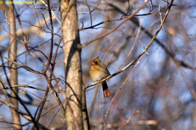 6939-Boise_Papineau_cardinal-01.jpg