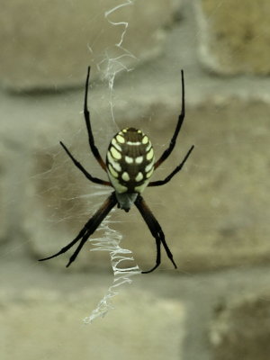 Spider L594