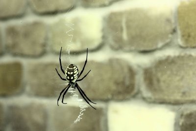 Spider L593