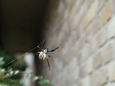 Spider P2528