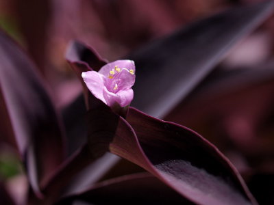 Purple plant 2606