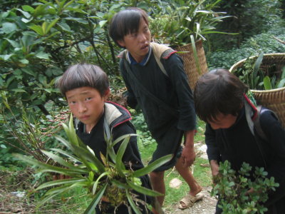 Hmong boys delivering plants