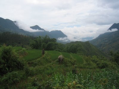 Buffalo