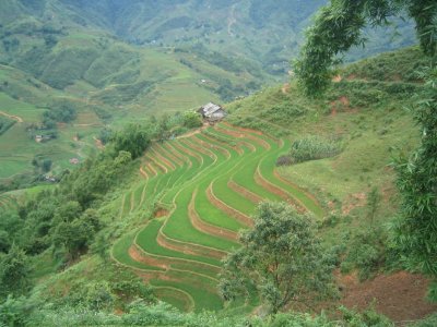 Rice fields in Sapa