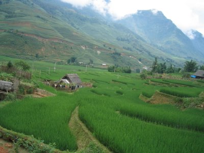 Rice fields in Sapa