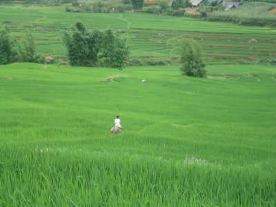 Boy riding buffalo