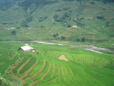Rice fields in Sapa