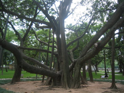 Cool tree in Hanoi