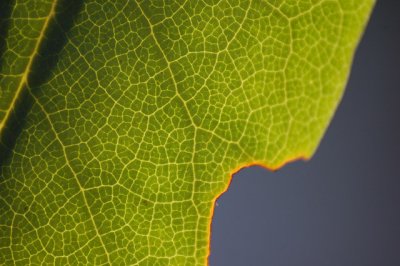 Rhododendron Leaf
