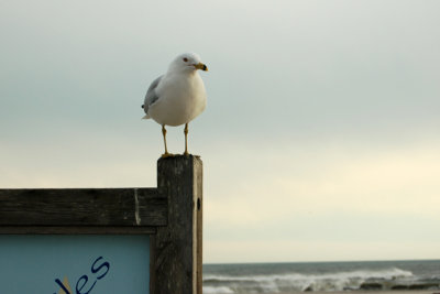 Sea Gull, Jones Beach