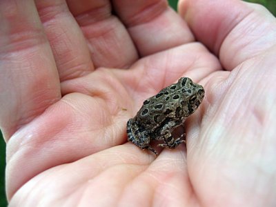 A Frog in the hand