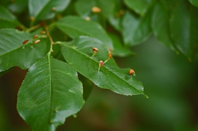 Wild Birch leaves