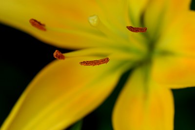 3-D Lilly stamens