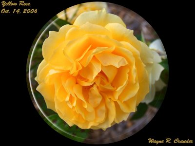 Oct Yellow Rose.jpg