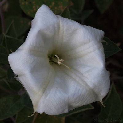 White Flower.jpg