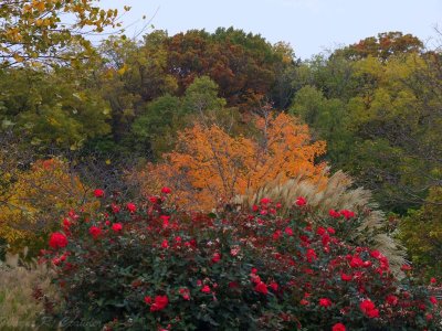 Fall Roses.jpg