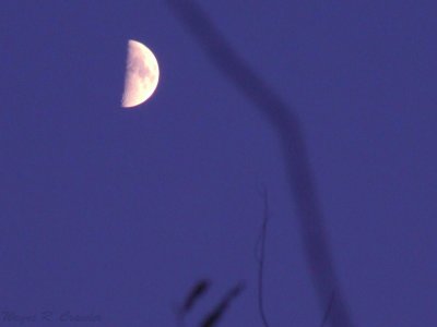 October Moon.jpg