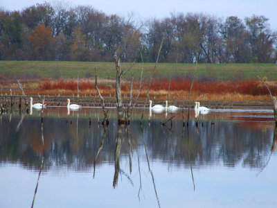 Swans 1.jpg