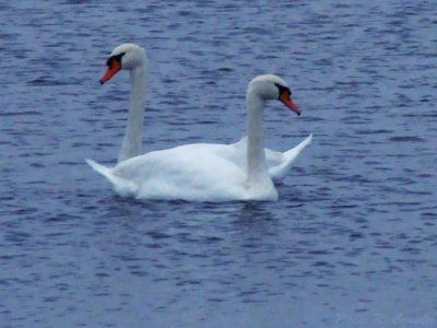 2 Swans.jpg