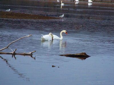 Swans 3.jpg