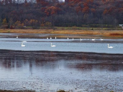 Swans 4.jpg