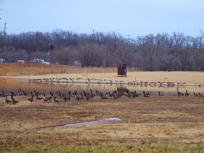 Geese.jpg