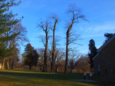 Trees at Jubilee College.jpg