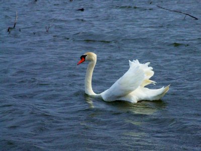 Swan March 07.jpg