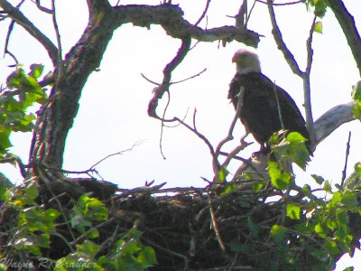 May Eagles Nest 04.jpg