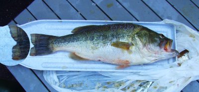 Mels Bass 3 .jpg
