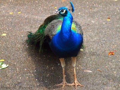Downunder Peacock 2.jpg