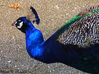 Downunder Peacock 1.jpg