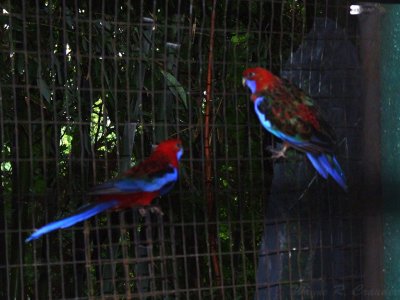Birds at Downunder 02.jpg