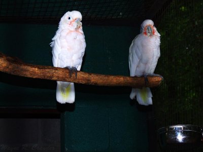 Birds at Downunder 03.jpg