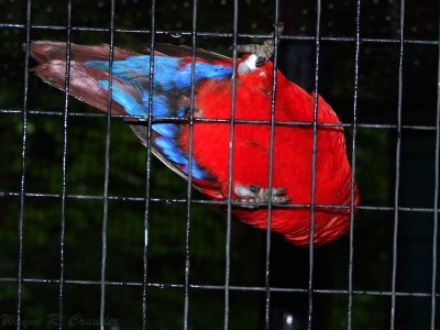 Birds at Downunder 04.jpg