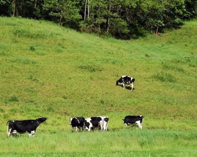 Vermont Jersey Cows Making Ben & Jerrys Ice Cream ...