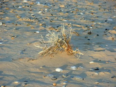 Caister beach