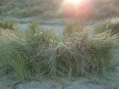 Caister beach