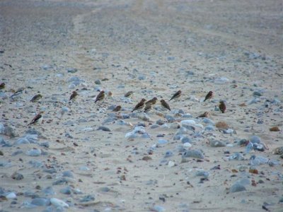 Caister beach - snow buntings